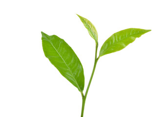 Green tea leaf on white background