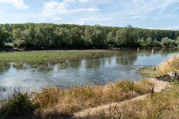 Altrheinarm bei Niedrigwasser im Sommer