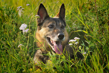An old German Shepherd lies on a field with flowers in summer on a hot day