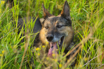 An old German Shepherd lies on a field with flowers in summer on a hot day
