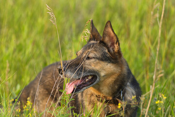 An old German Shepherd lies on a field with flowers in summer on a hot day