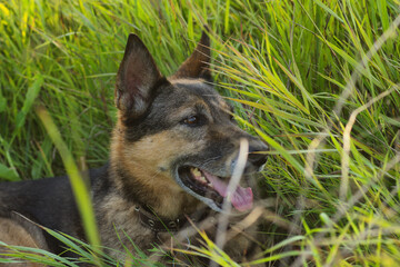 An old German Shepherd lies on a field with flowers in summer on a hot day