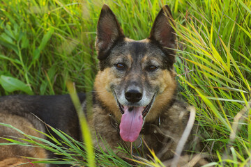 An old German Shepherd lies on a field with flowers in summer on a hot day