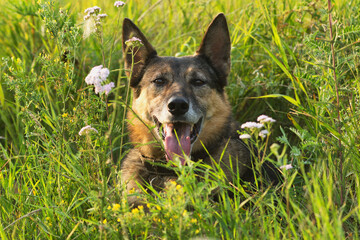 An old German Shepherd lies on a field with flowers in summer on a hot day