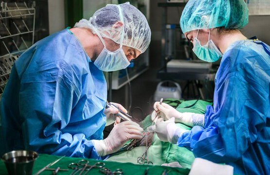 Vet doctor performing surgery with assistant in clinic