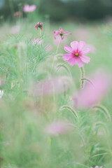 緑の中のコスモス