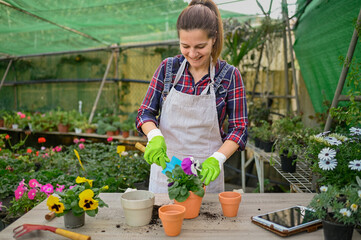 Cheerful woman transplanting viola flower