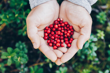 Lingonberry. Hands holding fresh red lingonberries