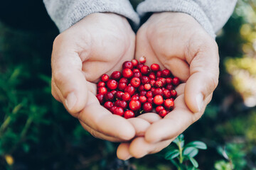 Lingonberry. Hands holding fresh red lingonberries