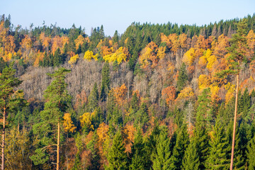 Mixed woodland with beautiful autumn colours