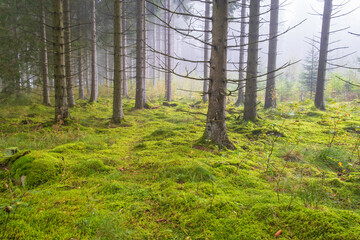 Fototapeta premium Spruce woodland with green moss on the forest floor