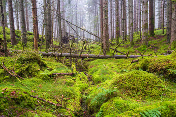Ravine in a coniferous forest with green moss on the forest floor
