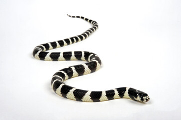 California Kingsnake // Kalifornische Kettennatter (Lampropeltis getula californiae / Lampropeltis californiae)