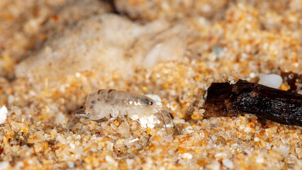 sea flea on the sand, coast of sri lanka