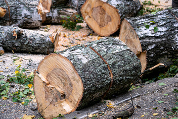Preparation of birch firewood. The sawn tree is sawn into chocks.