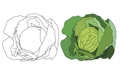 Cabbage icon in black line. Cabbage with large bright green leaves. Fresh and healthy food. Vegetarian food. Organic salad ingredient. Flat vector icon