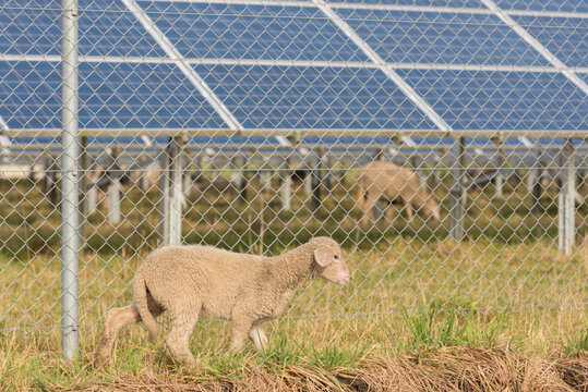 solar power panels with grazing sheeps - photovoltaic system