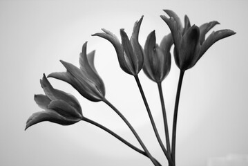 Black and white tulips on a white background