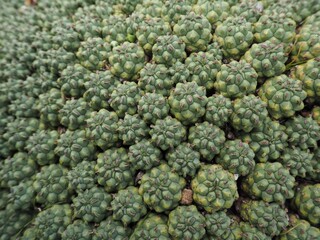Euphorbia Plant