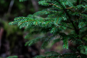 spruce branch after the rain in the mountains