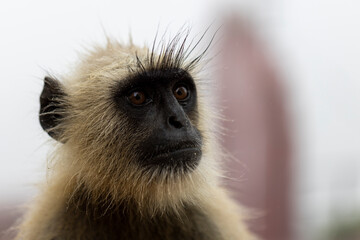 Langur monkeys at Pushkar on a foggy day