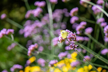 Schmetterling in Blumenwiese © codo97