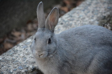 なんでしょうか？