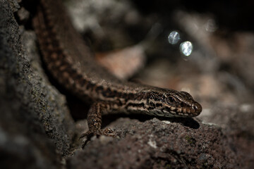 Lézard des murailles