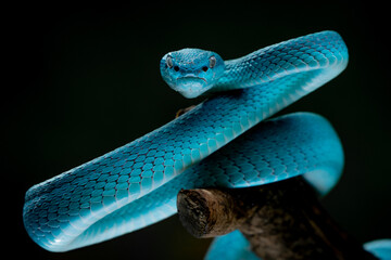 Face to face with blue viper, blue white lipped Island pit viper Trimeresurus insularis 