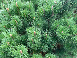 Background of mountain pine (Pinus mugo) close-up. Texture of European elfin pine