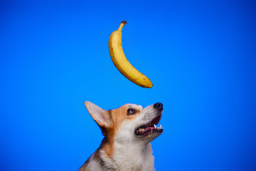 Cute Welsh Corgi Pembroke dog sniffing a dangling yellow banana against a blue background. The...