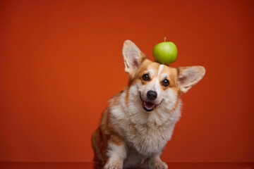 A happy Pembroke Welsh Corgi dog holds a green apple on its head. The dog and the green apple are isolated on an orange background. Veterinary clinic concept. World Animal Day. Studio shot.