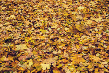 Carpet of autumn leaves in the forest