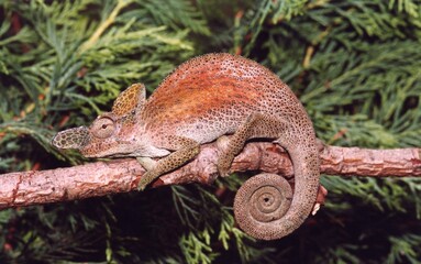A curled tail red and green lizard on a tree