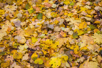 Carpet of autumn leaves in the forest