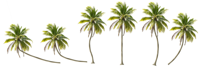 Coconut trees in different stems, Isolated on transparent background