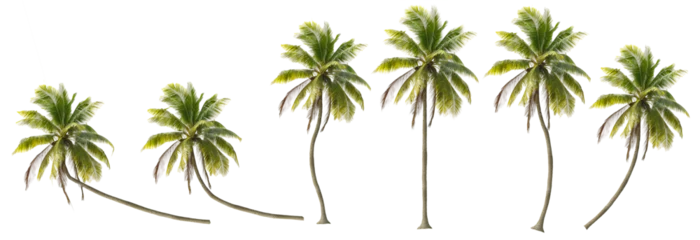 Poster Coconut trees in different stems, Isolated on transparent background © joey333