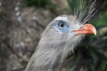 Rare beautiful bird Red Book animal on the verge of extinction