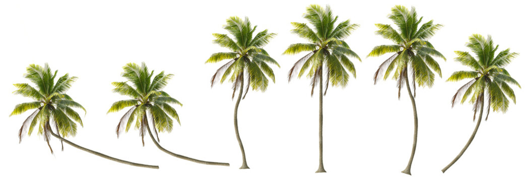 Coconut trees in different stems, Isolated on transparent background