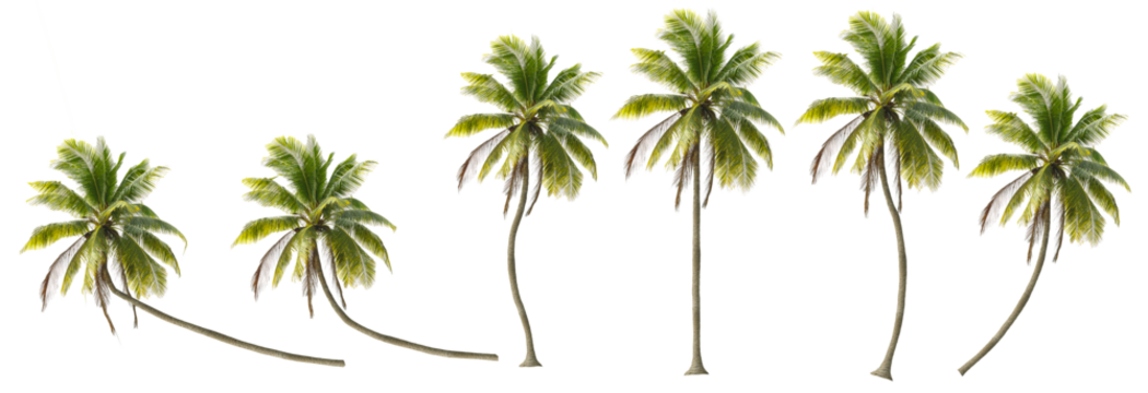 Coconut trees in different stems, Isolated on transparent background