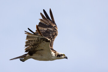 An osprey (Pandion haliaetus) in flight against a clear blue sky in Sarasota, Florida