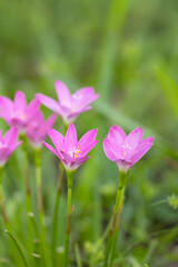 Obraz na płótnie Canvas Pink rain lilies (Zephyranthes sp.) in Sarasota Florida. Genus ID is tentative. 