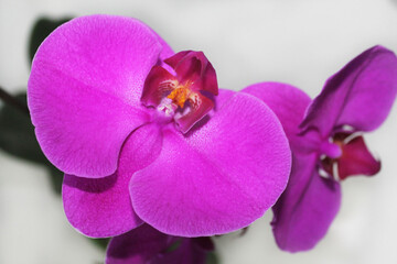 Obraz premium Bright purple orchid on a gray background, close-up, top view. Вlooming flowers. Indoor plant. Decorative plant. Gift. Home interior.