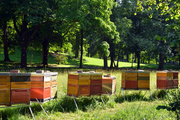 Beehives in a park outdoor in summer, honey production