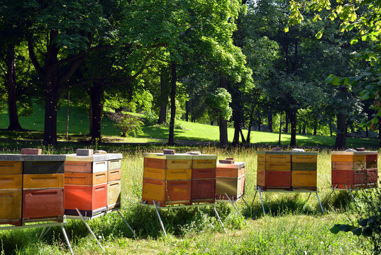 Beehives in a park outdoor in summer, honey production