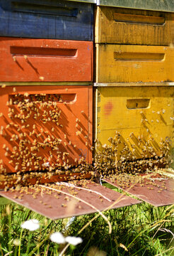 Honey production and Bees houses selective focus