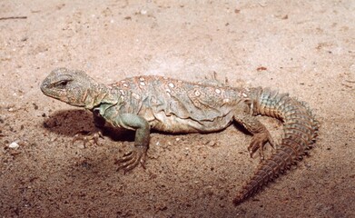 A closeup of green lizard on sand