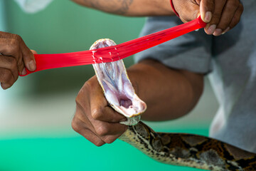 People show Python's sharp teeth how dangerous the snake is if Thailand Pattaya bite Thailand