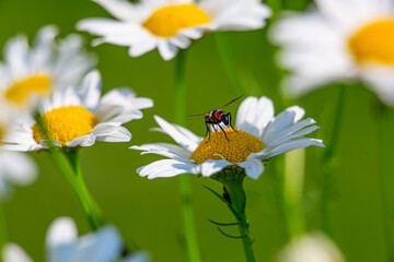 Obraz premium A striped fly sits on one of the daisies on a sunny day, macro photography