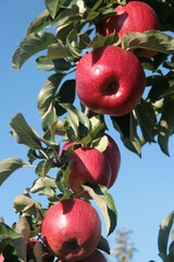 four big red apples on a branch